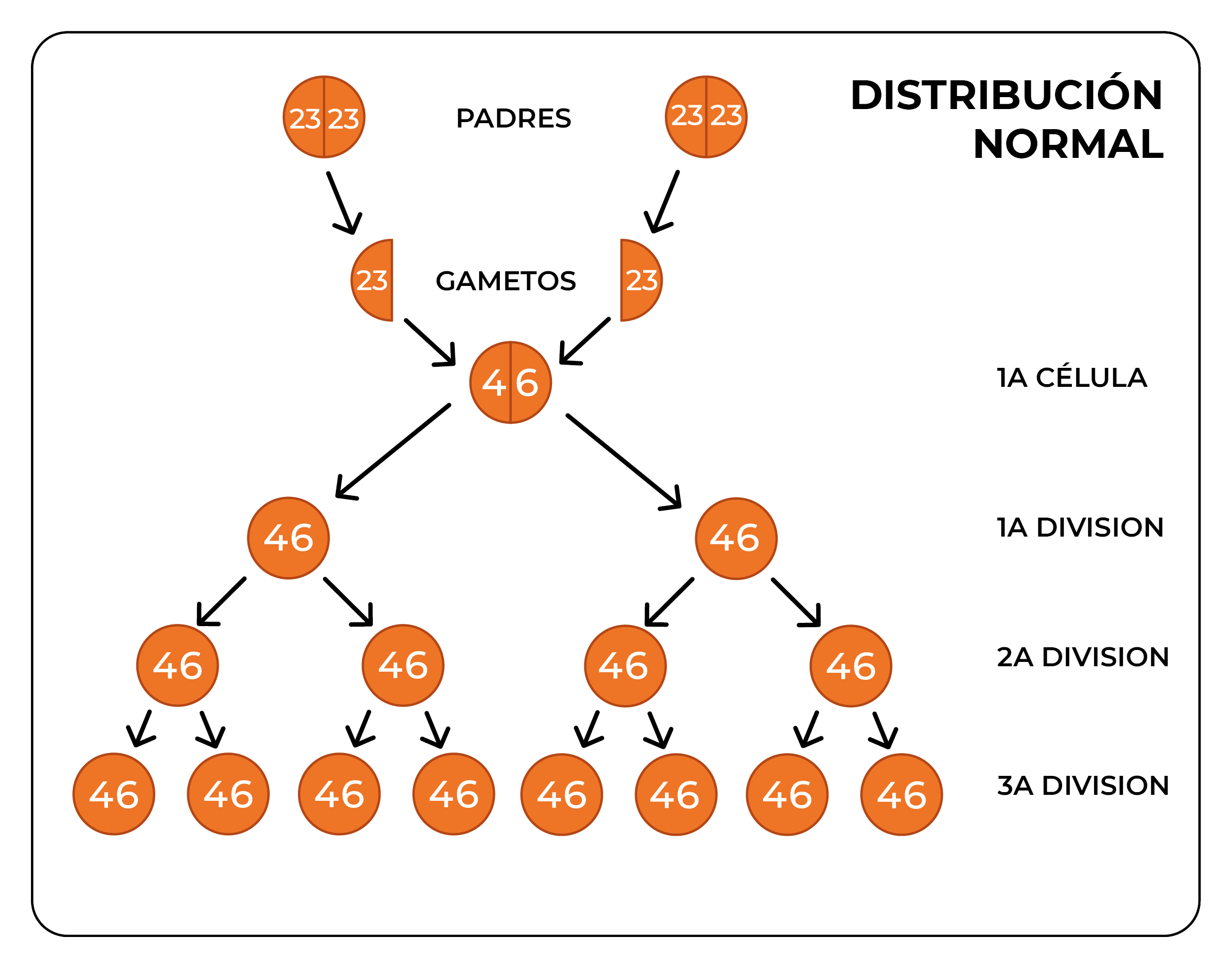 Distribución normal