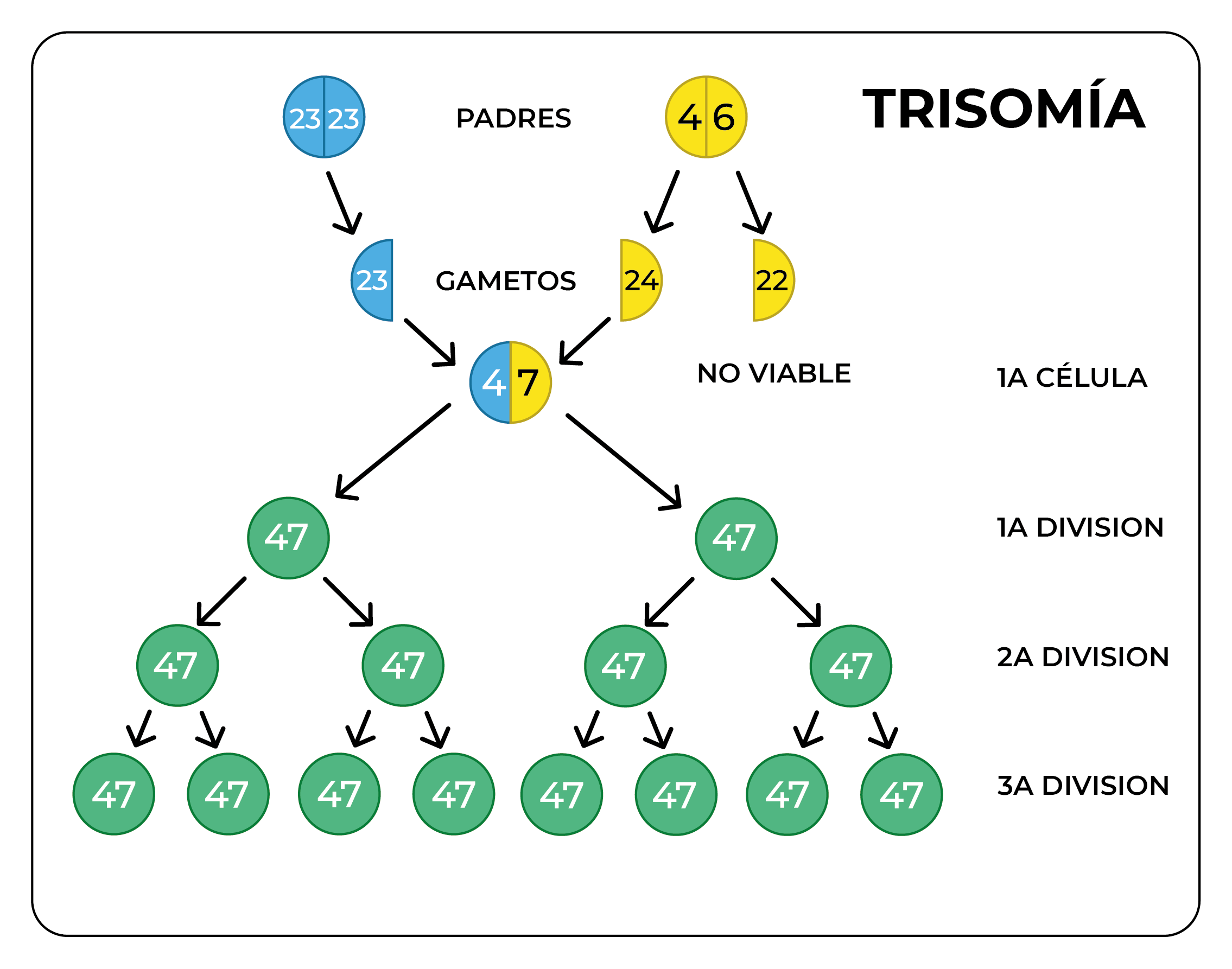 Diagrama de trisomía